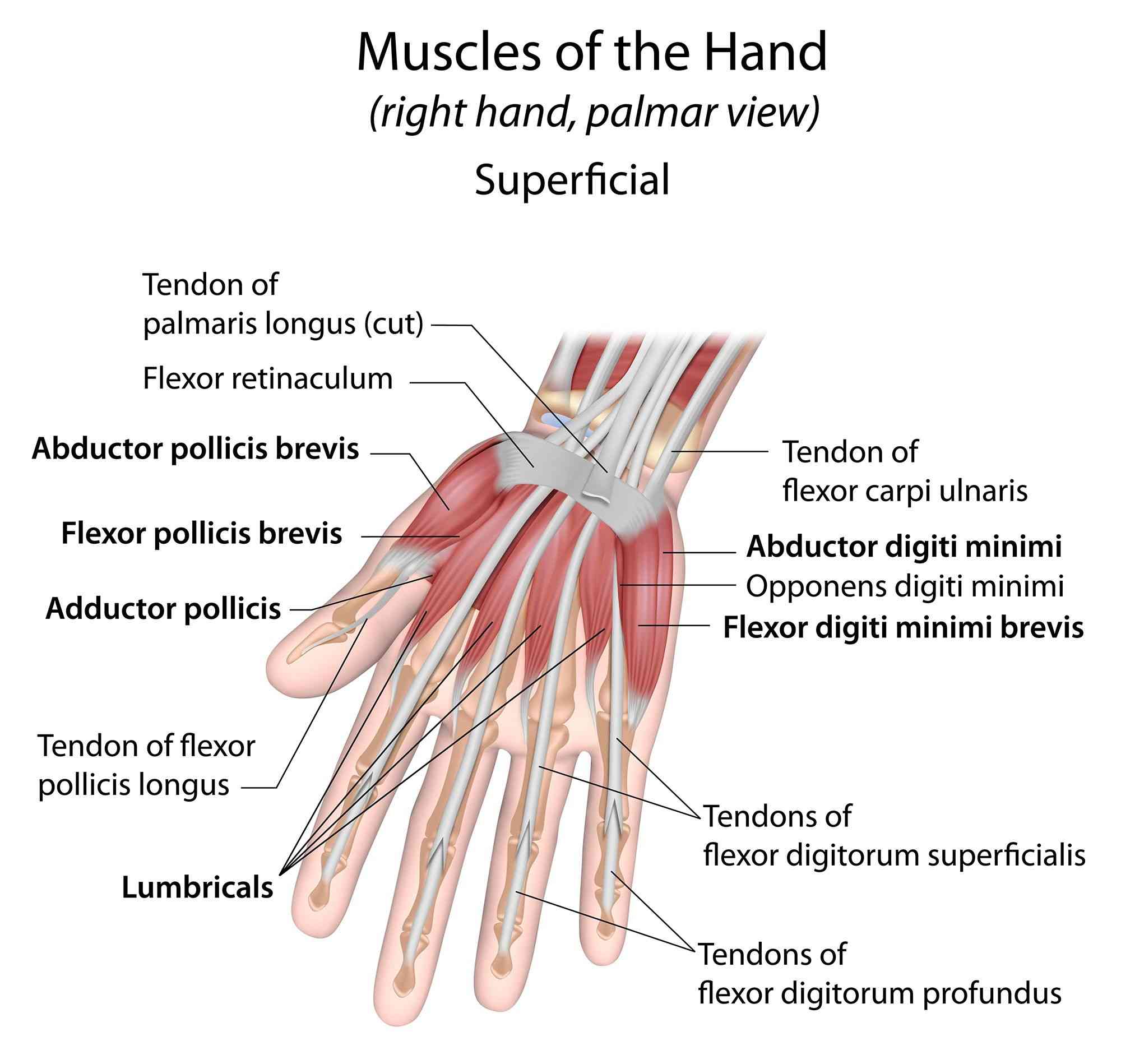 Showing the anatomy of some of the hand muscles involved in grip - source: iStock